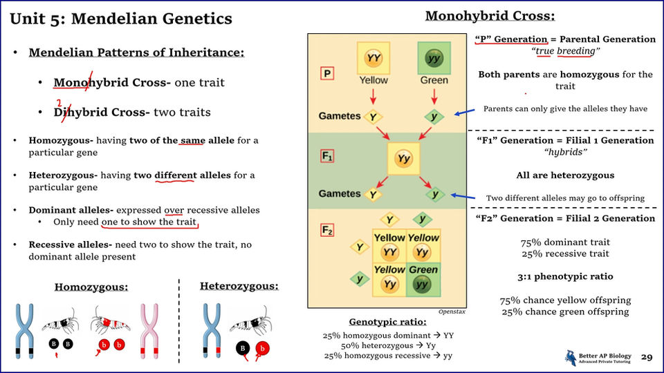 L3- Mendelian Genetics